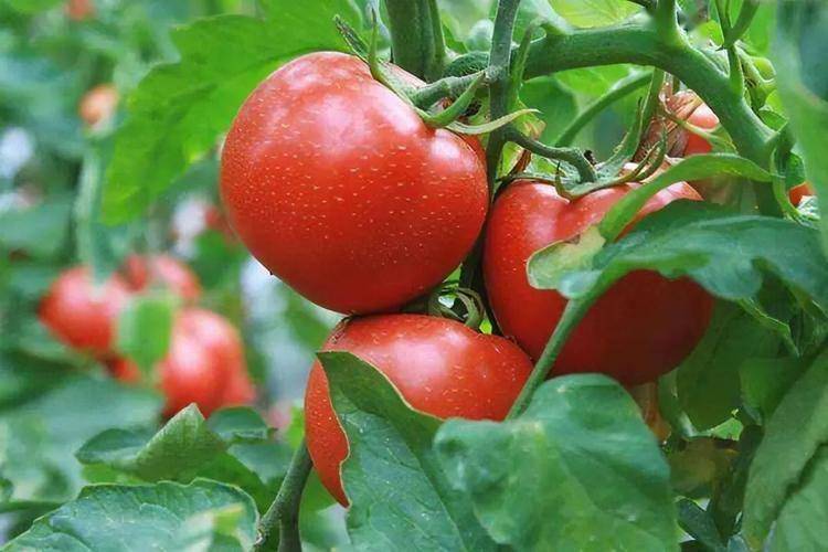 72岁大爷每天吃一个西红柿,一年从未没断过,他的身体各指标如何