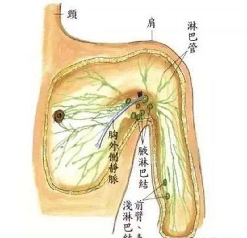 人体淋巴排毒图片