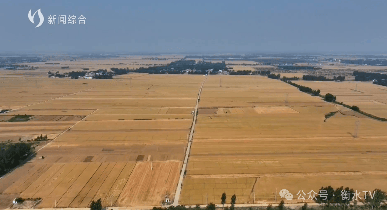阜城县:奋战"三夏"生产 力保颗粒归仓_衡水_新闻_广播