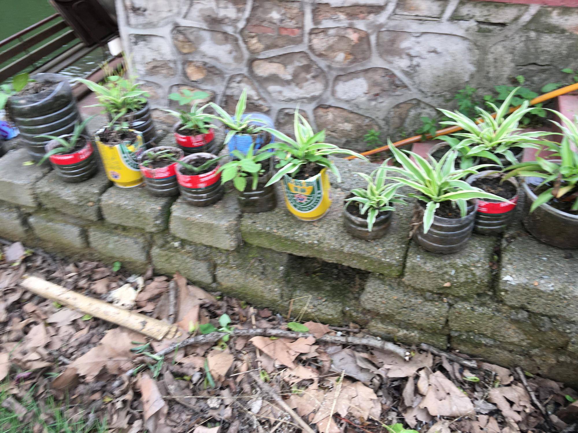 捡来的一个小花园,几个空油壶空瓶子,也能养出旺盛的花草