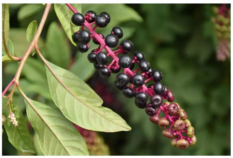 果实_毒性_部分