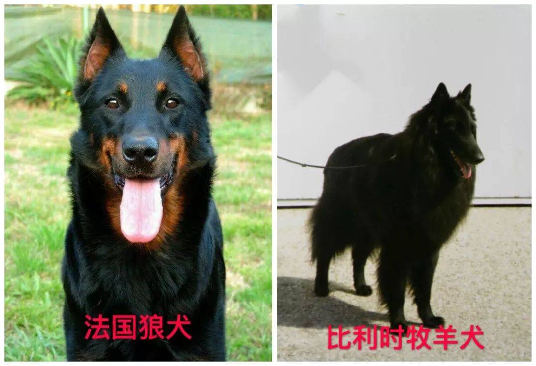 市民注意!_独流镇_小狗_爱犬
