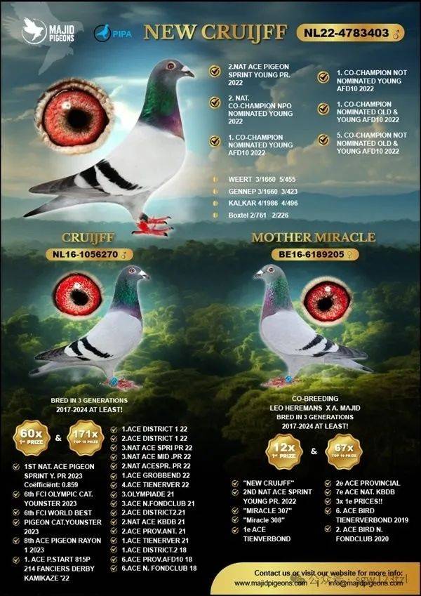 与另外一羽顶级种鸽"奇迹号之母"(mother miracle be16-6189205)配对