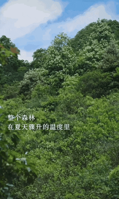 整个森林在夏天骤升的温度里,创造就开始了.