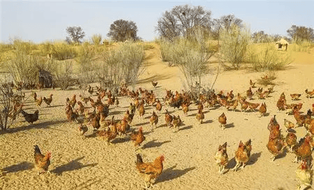 【地理资源】大漠平沙,养鸡治沙