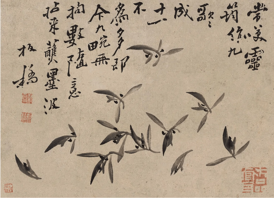 郑板桥《兰花册》,疏朗劲峭