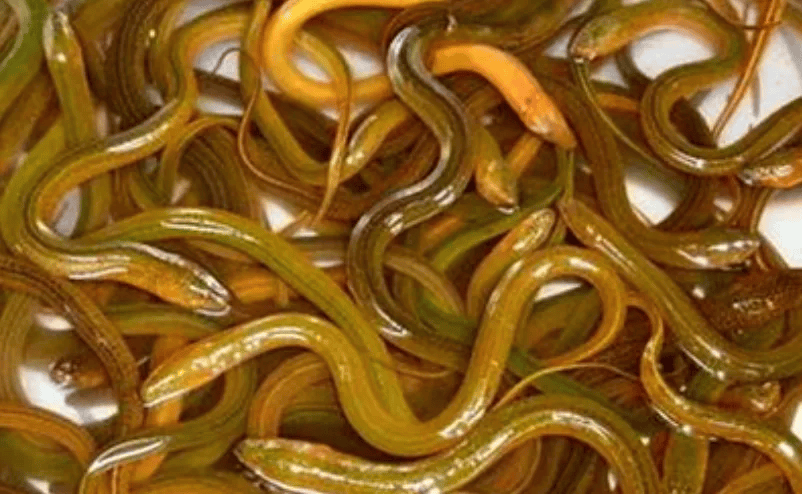 养生_屈原_黄鳝