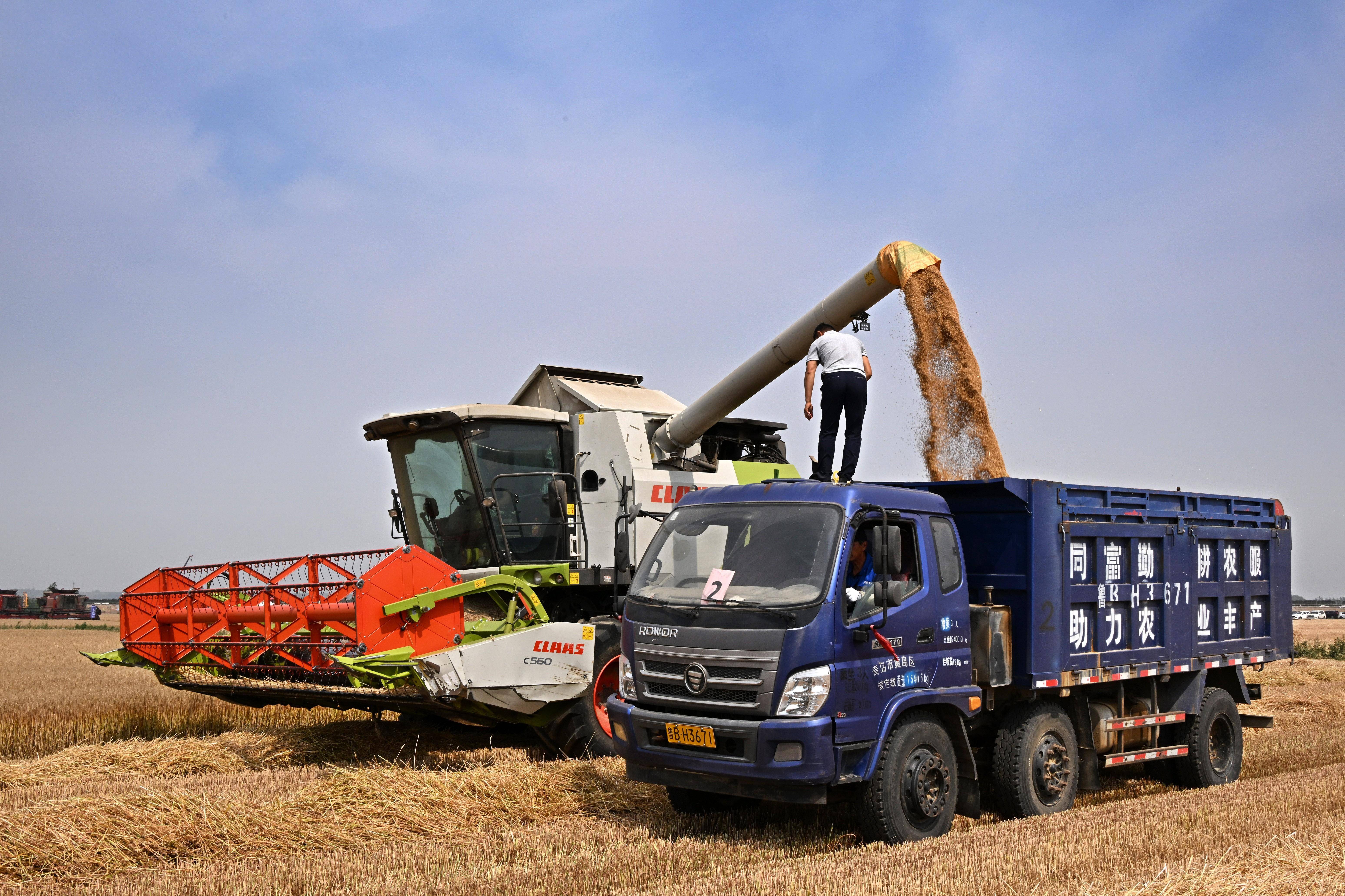山东:机收小麦 减损增产