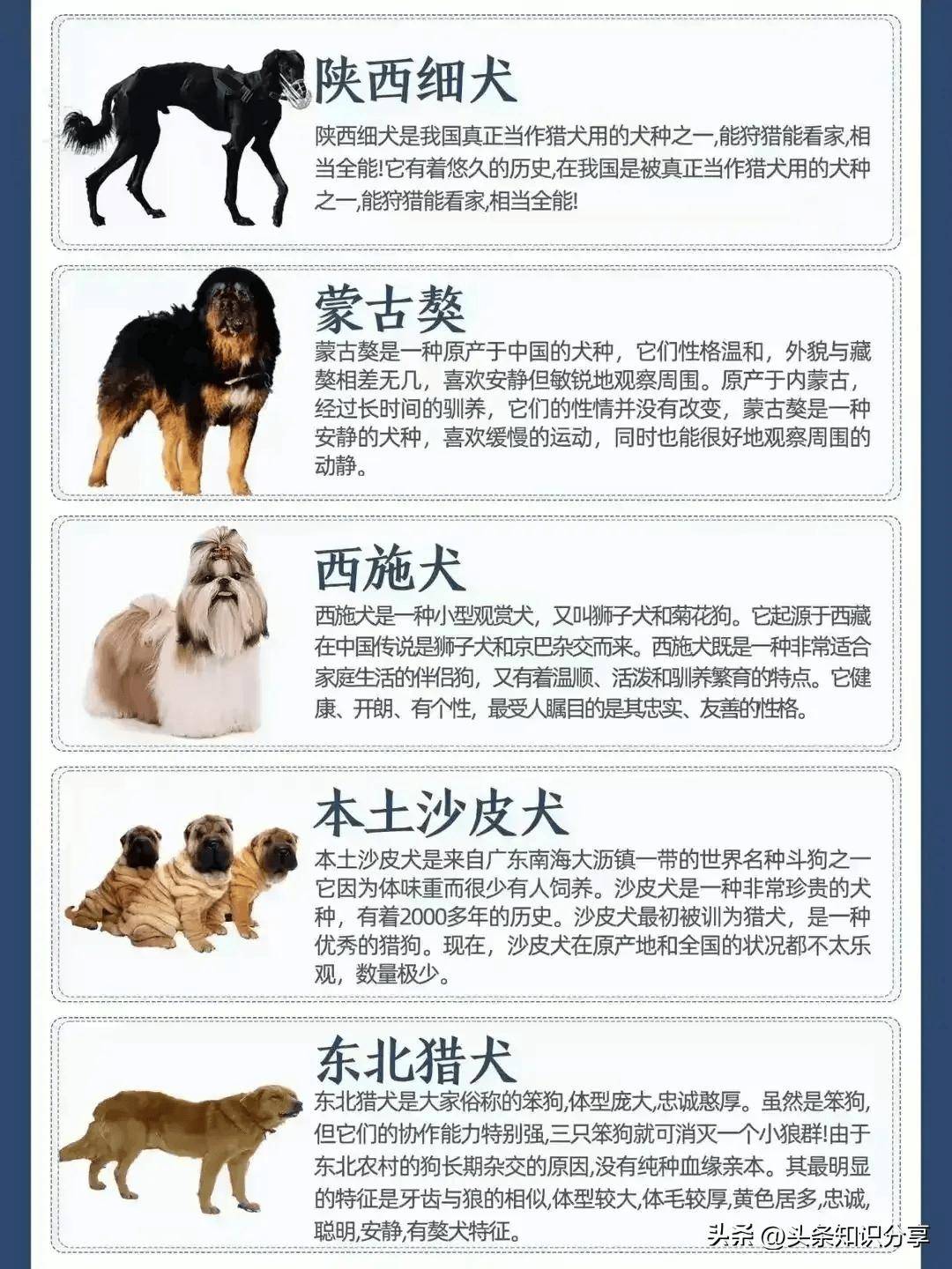 犬品种图片