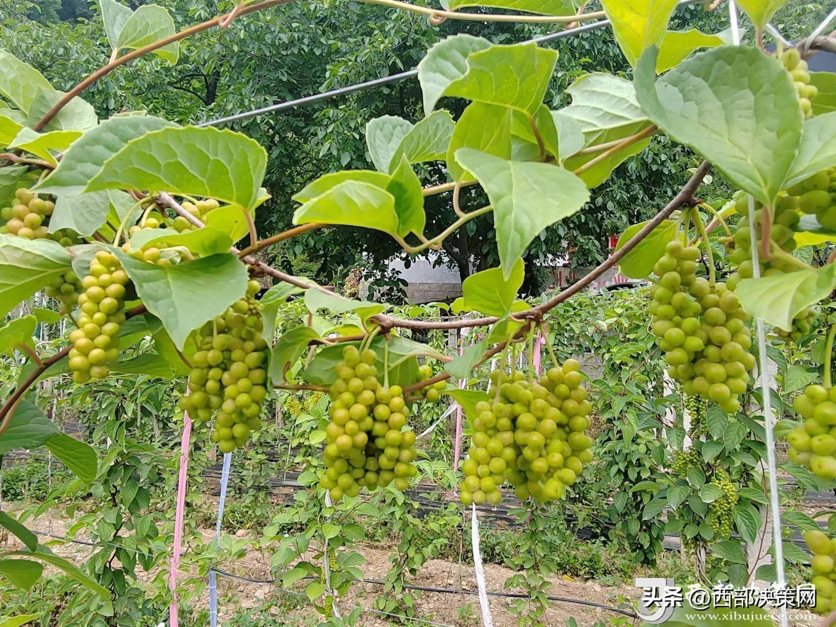 五味子果树图片大全图片