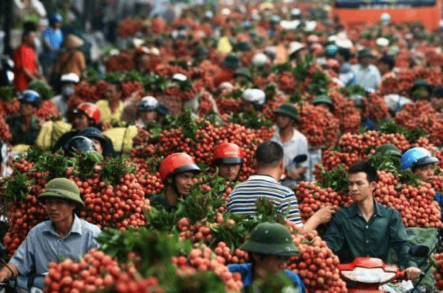 越南荔枝品质历年来最高！中国为最大买家
