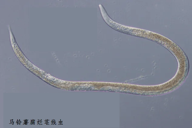 向日葵白锈病菌pustula tragopogonis3