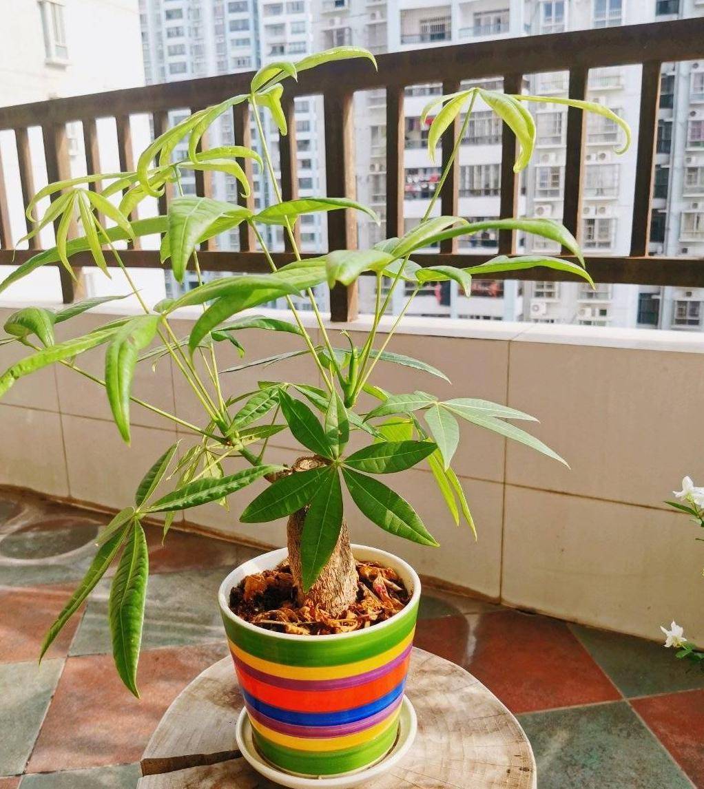 气温降低,这5种盆栽要放在室内养,才会越来越壮,顺利开花