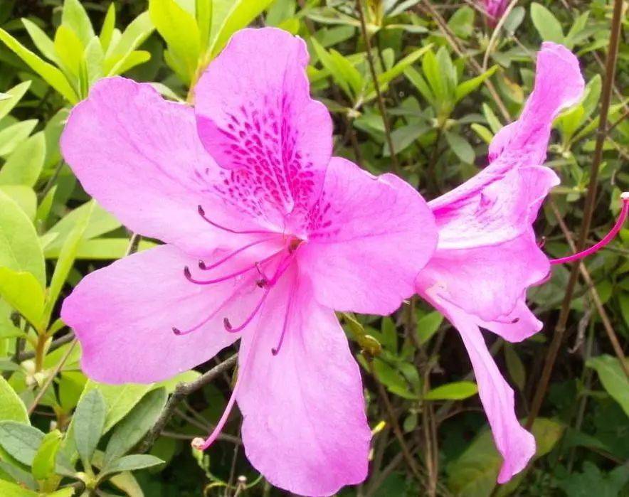 国画素材丨杜鹃花,想想都入画!