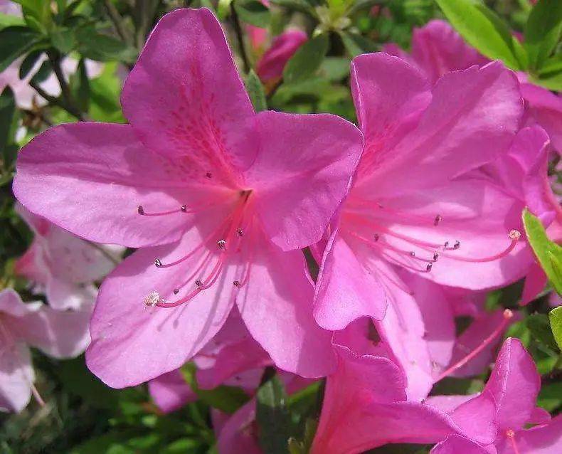 国画素材丨杜鹃花,想想都入画!