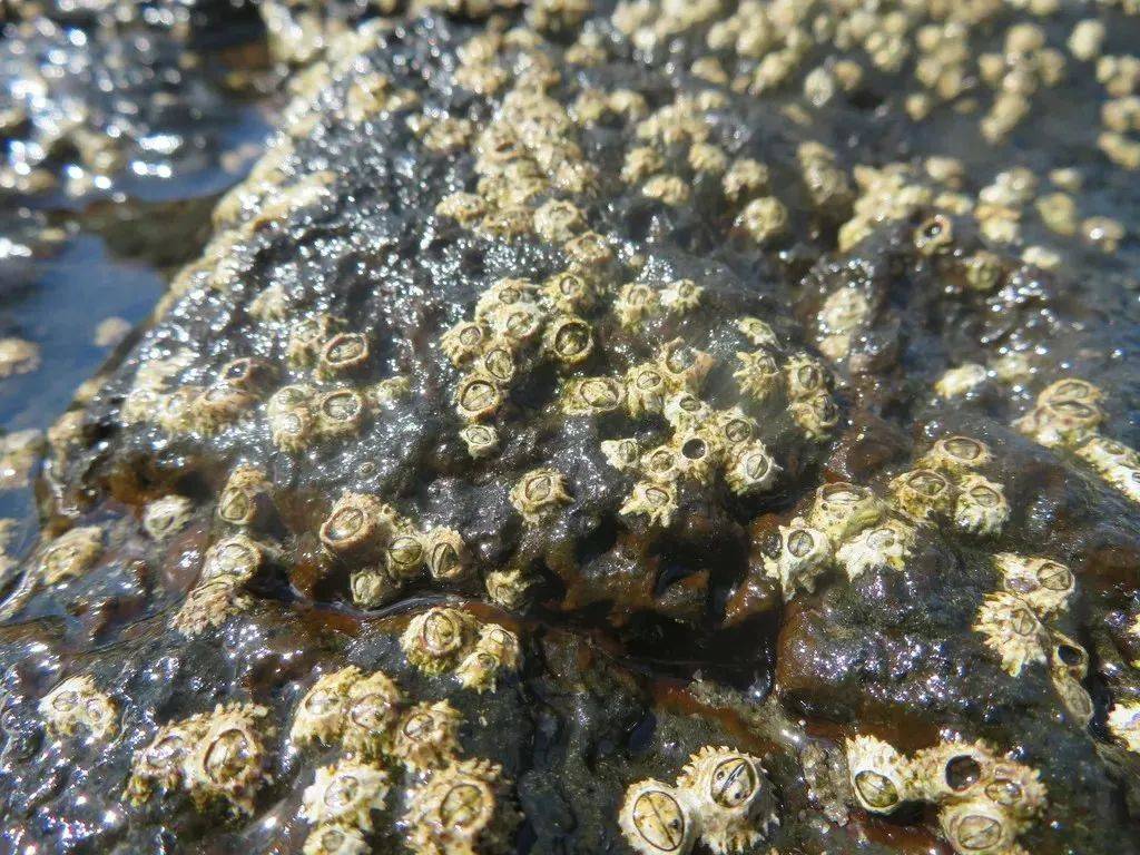 摄食成年藤壶彻底放弃了自由运动能力,主要通过过滤浮游植物和有机