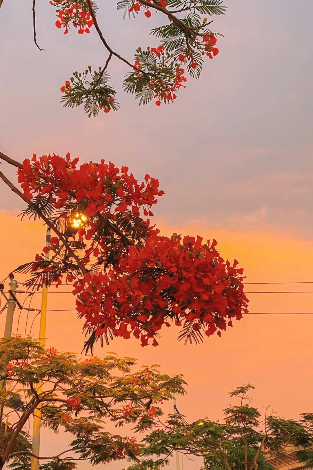 照片拍摄于2021年5月18日,是大二的下学期,那时候看到盛开的凤凰花并