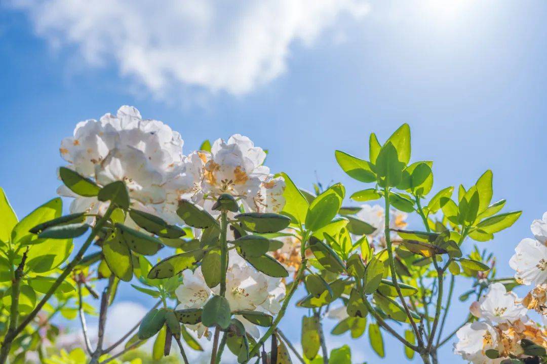 木耳花盛开,初夏里的绚烂盛宴