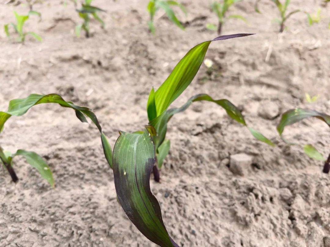 玉米红苗,紫苗和白化苗