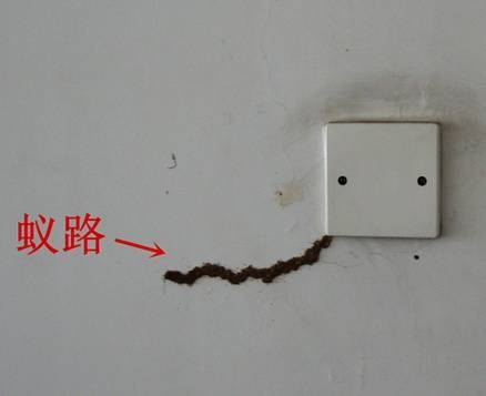 上海昨晚白蚁"大爆发"?密密麻麻,网友:感觉一张嘴能吃到!专家提醒