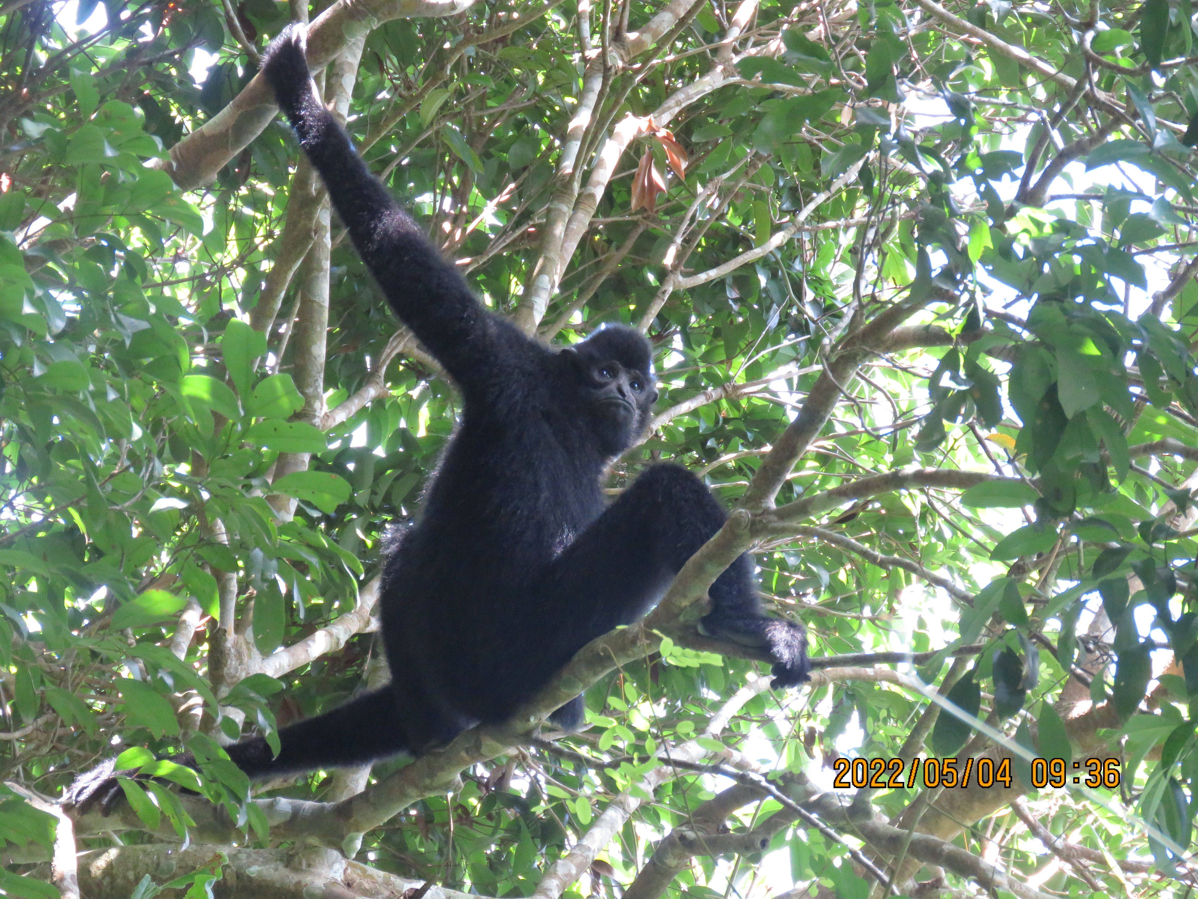 雨林中追猿,37只海南长臂猿的保护之路