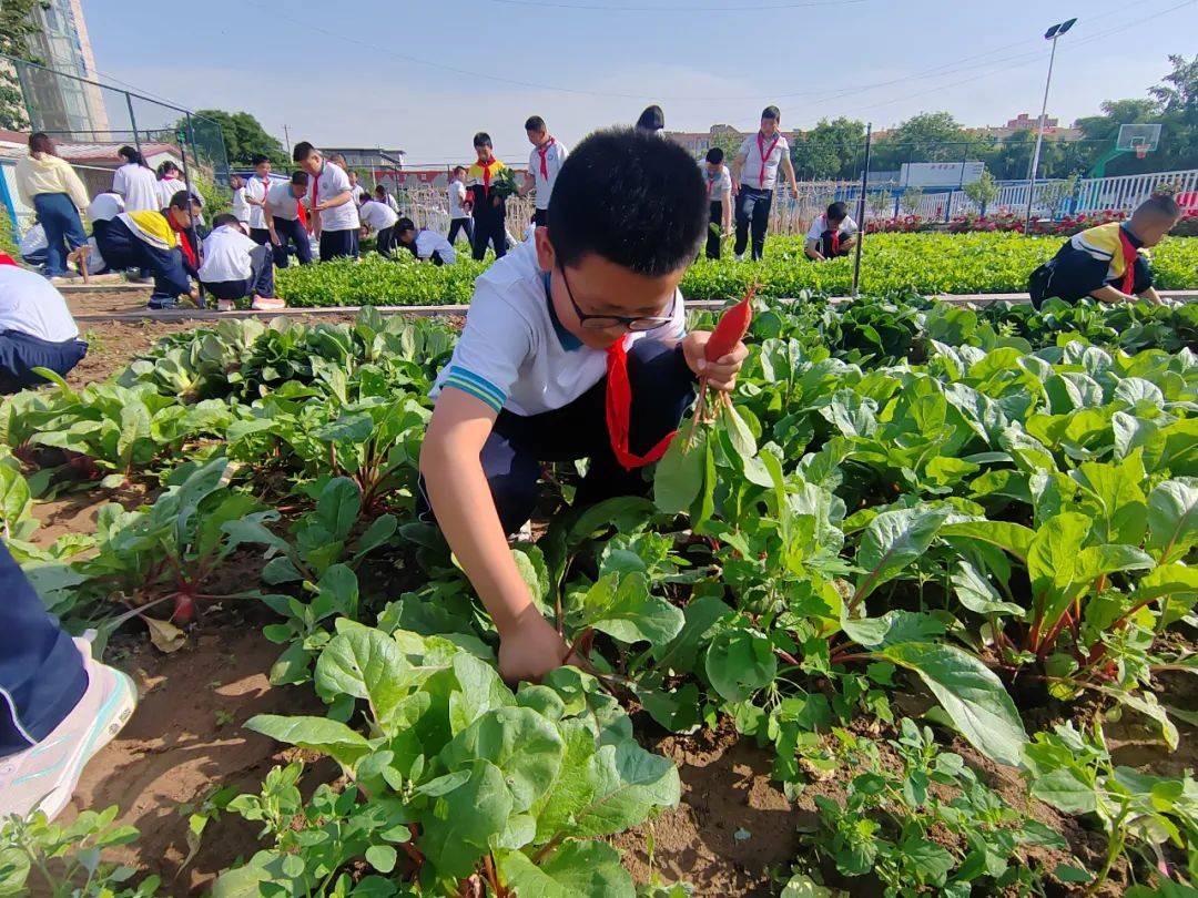 蔬菜义卖美术老师指导学生根据各班蔬菜特点设计创意摊位牌,价签,环保