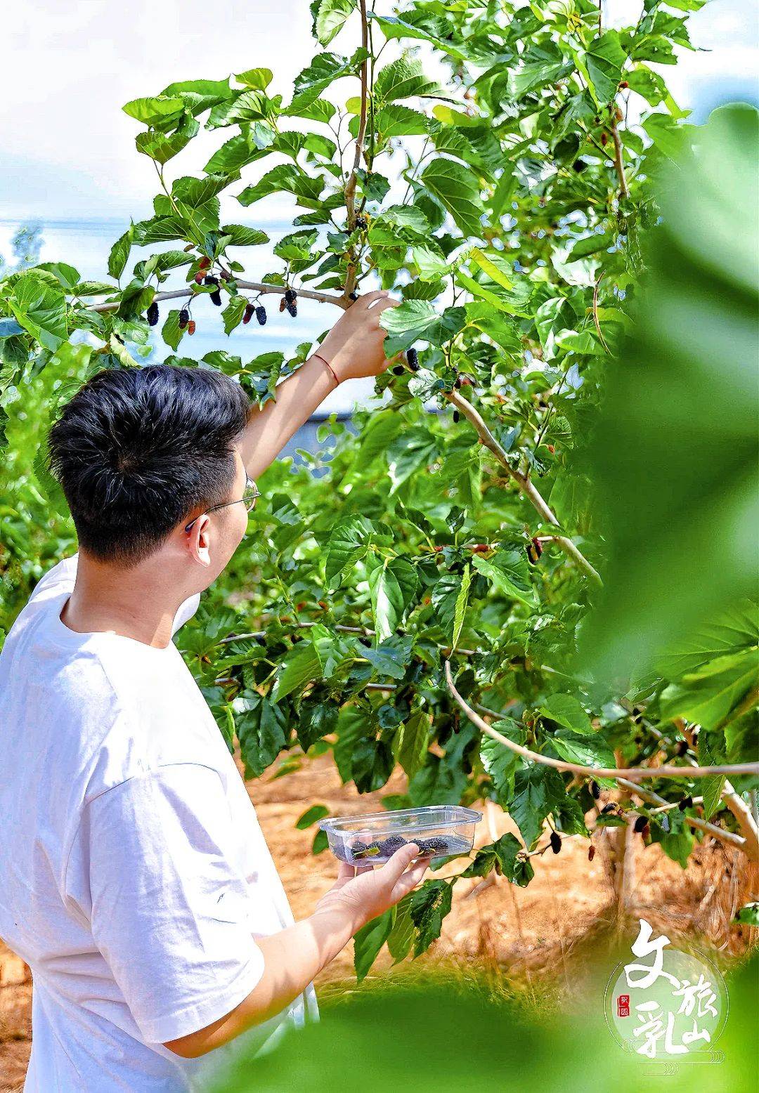 来一次桑葚采摘,与自然双向奔赴, 去了就会爱上!