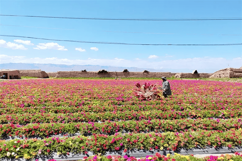 高台县合黎镇:花卉制种扮靓乡村美景 点亮致富"钱"景_种植_生产_发展