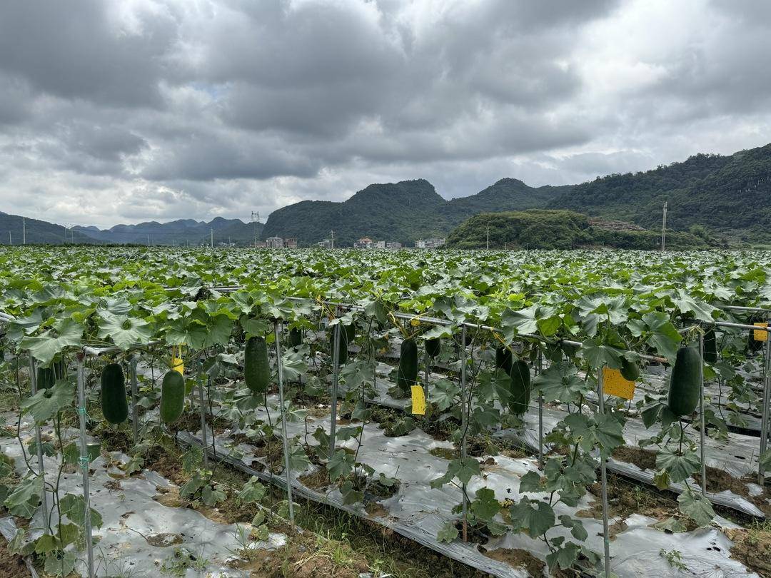 江永:冬瓜丰收在望有奔头_种植_景象_上市