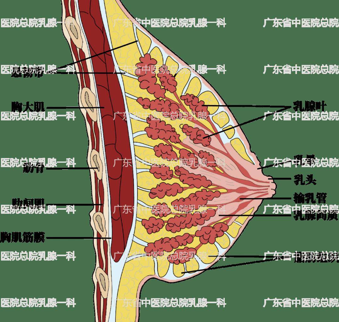 乳晕腺图片