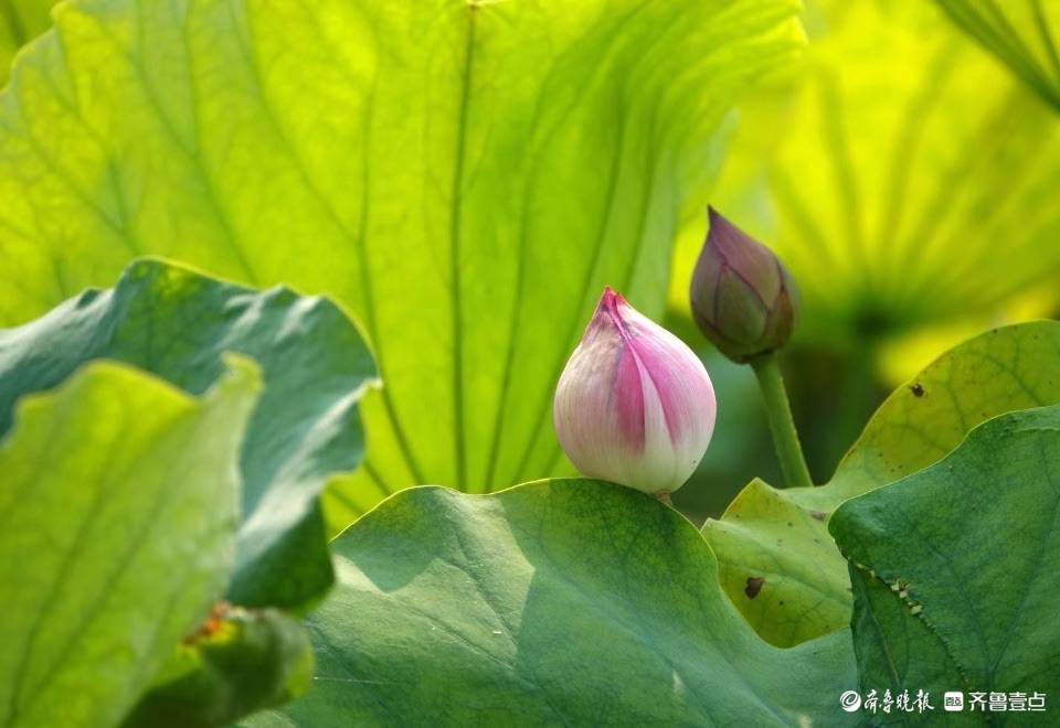 大明湖的"金陵彩虹"荷花开啦!