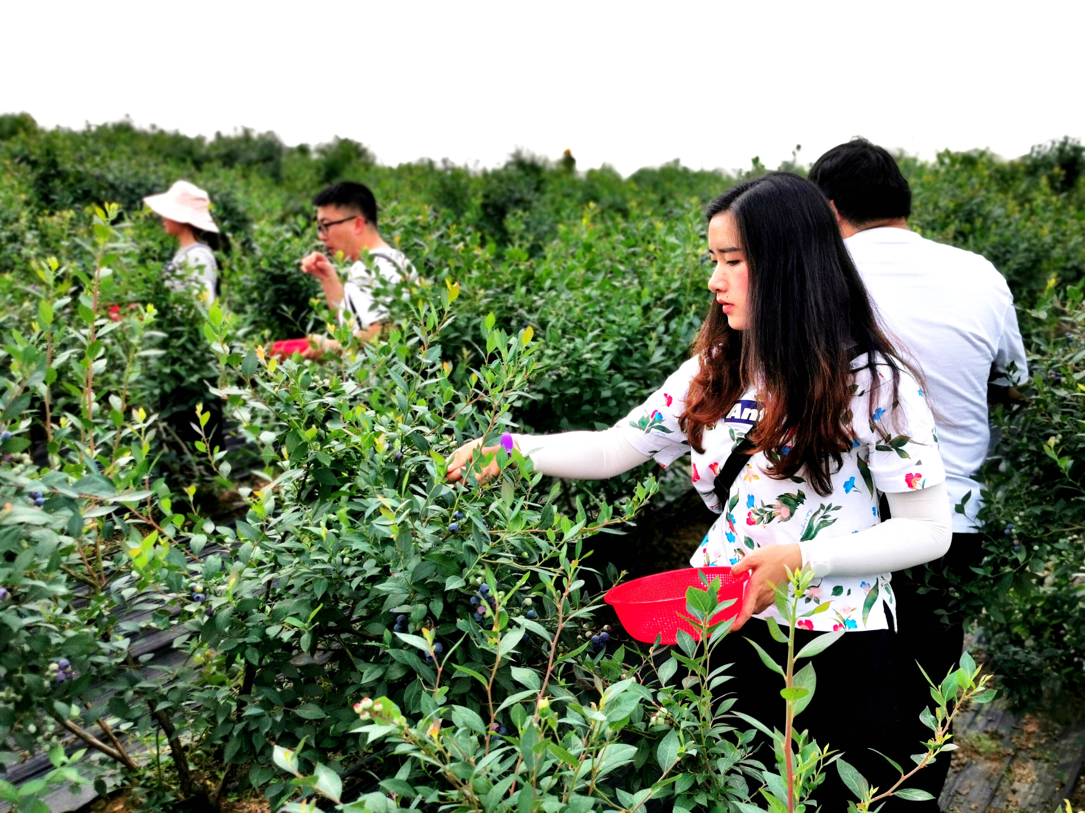 景东摘蓝莓的地方图片