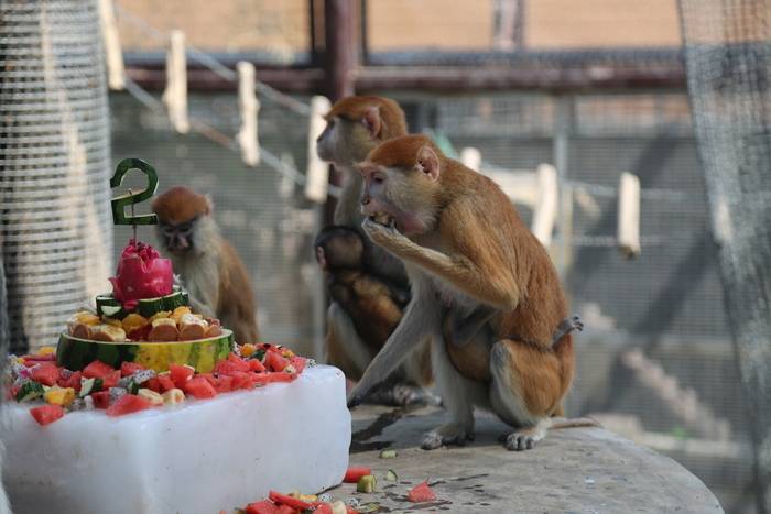防暑还有仪式感,济南动物园2岁赤猴"小寿星"吃起了"冰蛋糕"