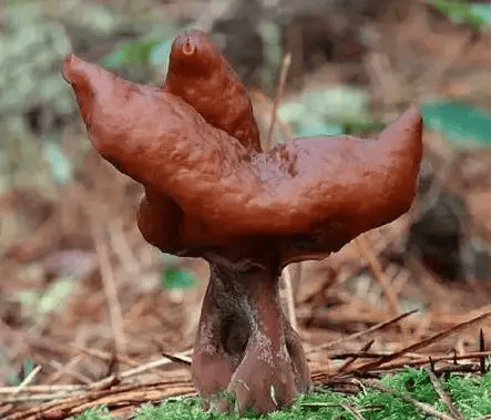 8赭红拟口蘑菌赭红拟口蘑菌盖有短绒毛组成的鳞片