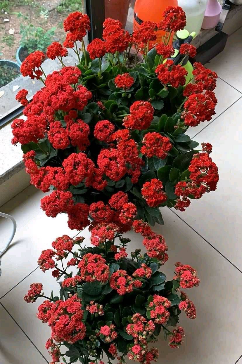 家养长寿花,4步照着做,花苞多开爆盆,大红大紫好喜庆
