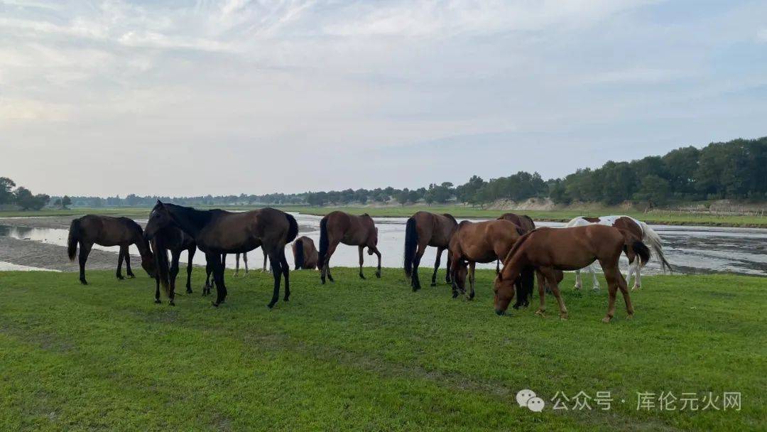 初夏的库伦(手机摄影)