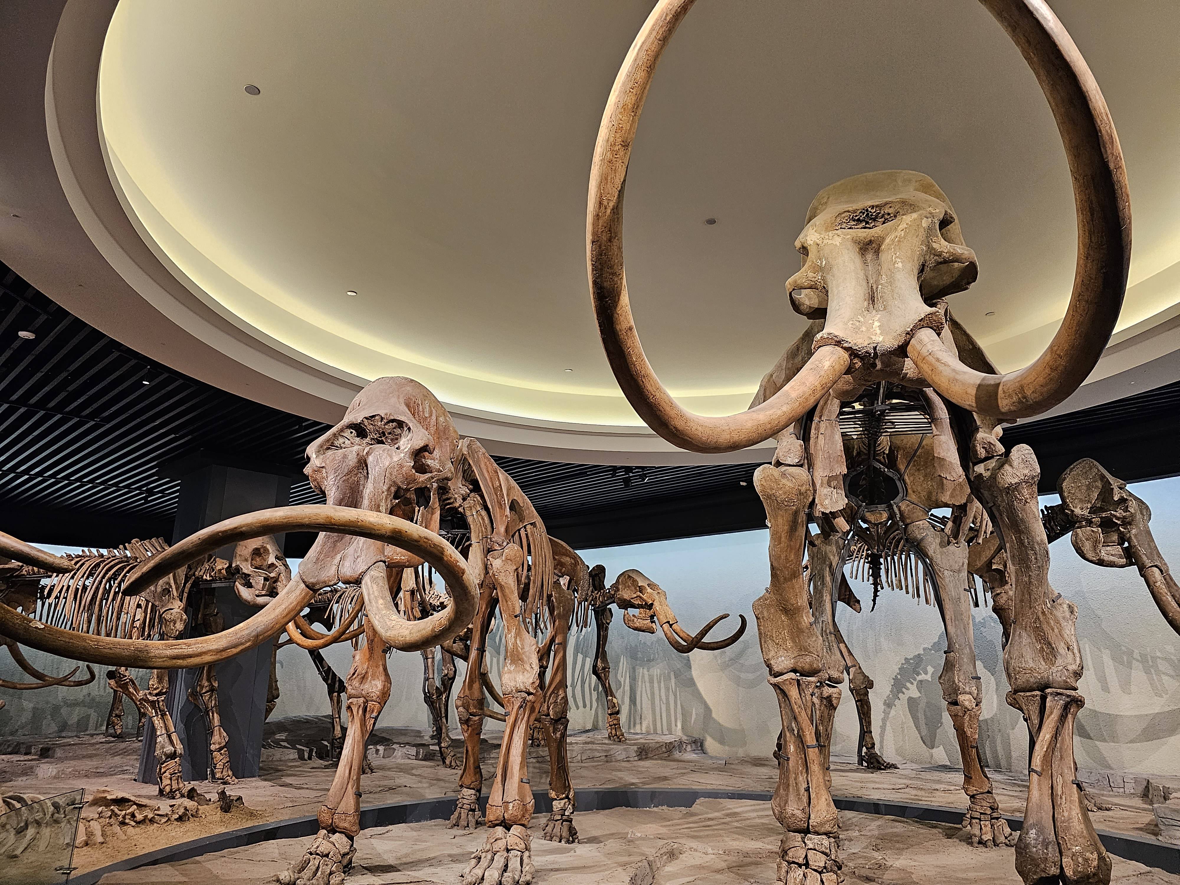 大庆市博物馆展出的猛犸象化石