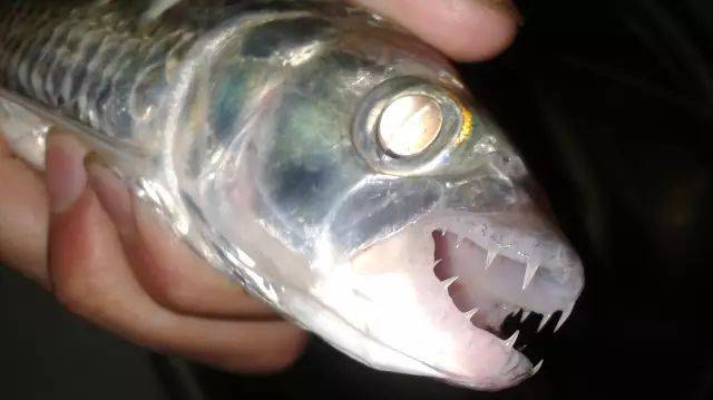 青蛙鱼:鱼头大,类似青蛙头,由此得名.全身布满粘液,钓获时特别不爽.