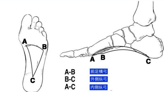 人到18岁左右,所有的足部骨骼,韧带才能发育完全,形成成熟的足弓结构