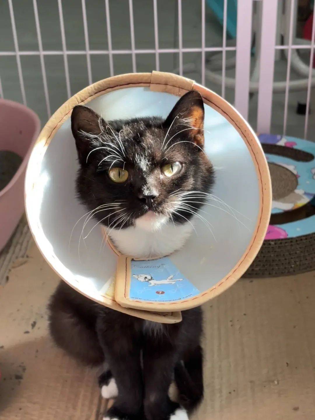 二号 奶牛奶猫领养咨询二维码:领养所在城市:成都市 成华区是否无偿