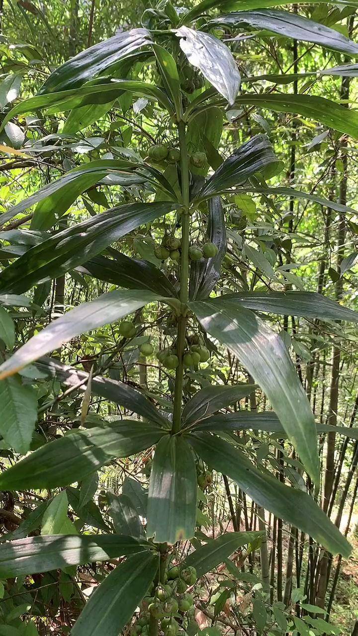 野生药材 野生黄精