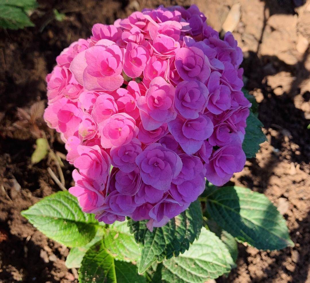 绣球花凋谢了之后,做好"3步",来年花球更大,花开爆