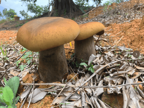 图268云南省保山市潞江镇丛岗村的榕树下迎来今年头水黑牛肝菌