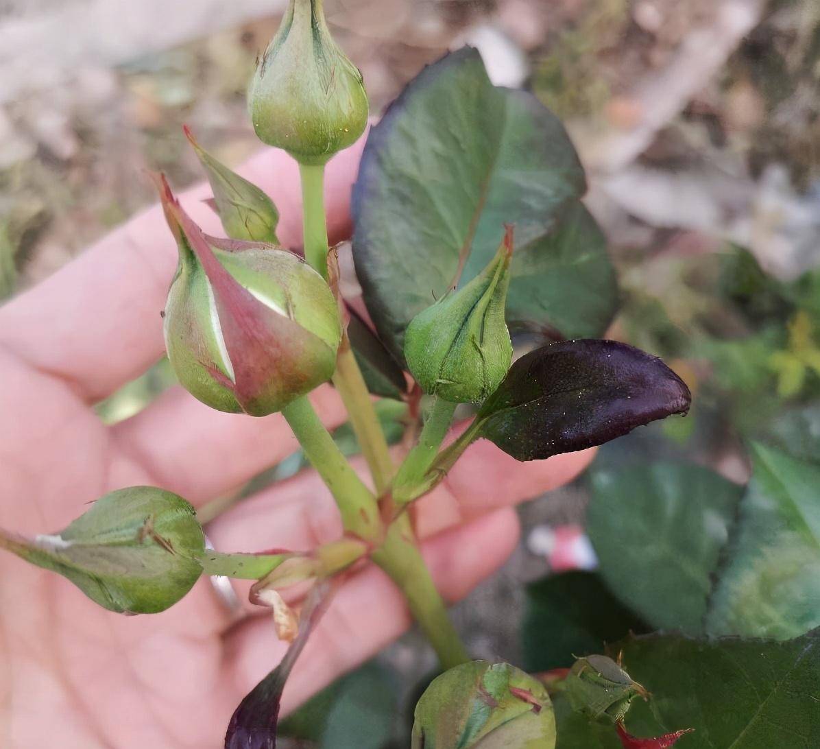 月季"切花朱丽叶"这样养,开花又美又仙,耐热耐寒花期长