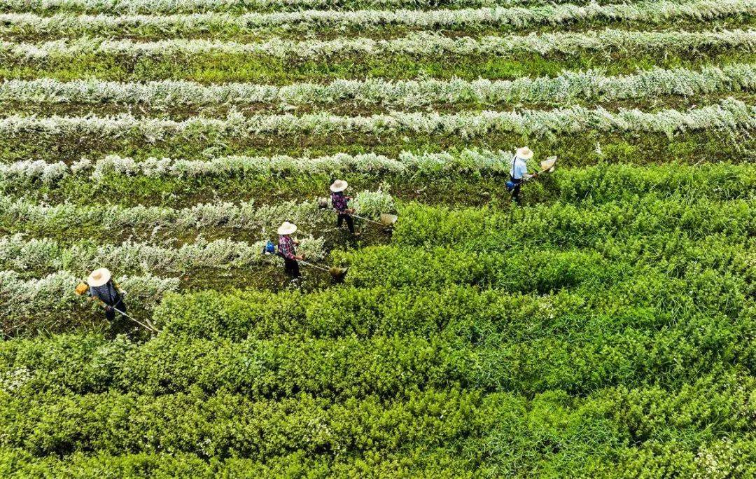 蕲春县赤东镇五斗地村蕲艾种植基地