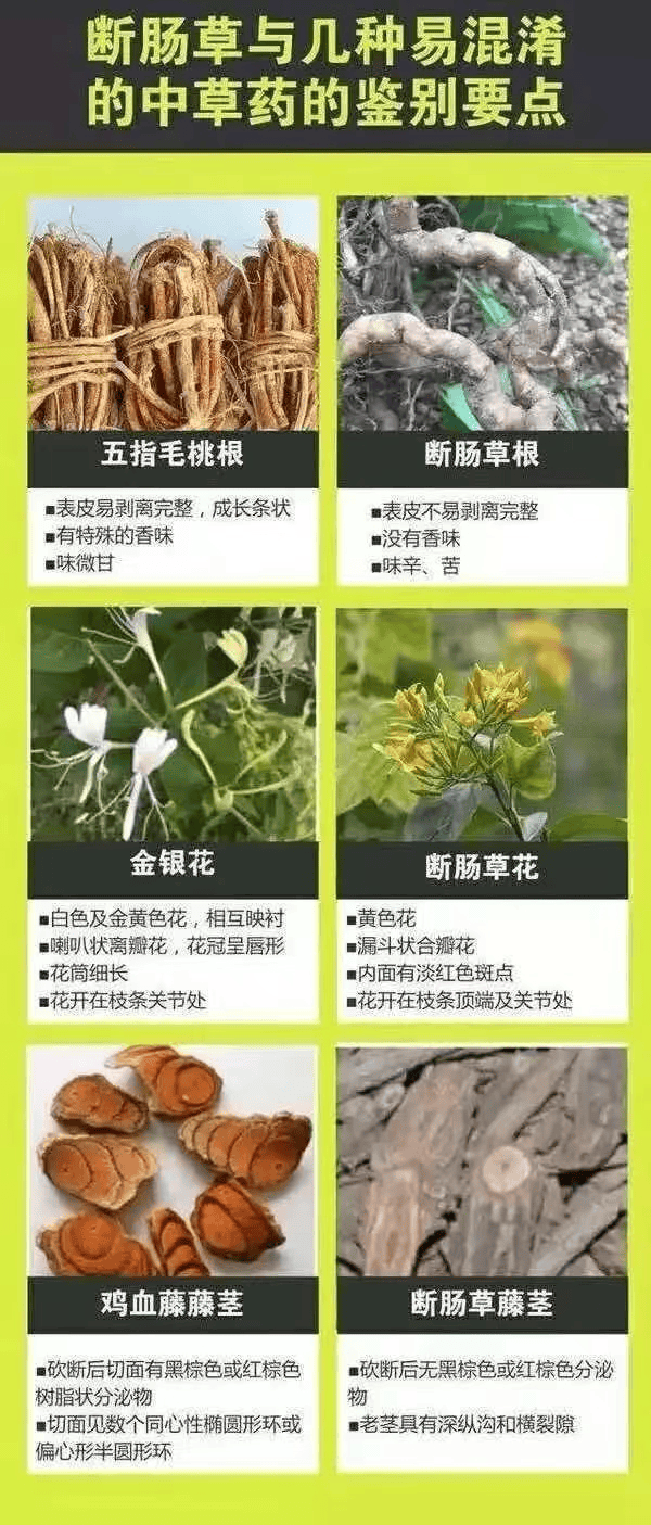 广东一家五口喝汤中毒 2人进icu,煲汤要小心这种草!