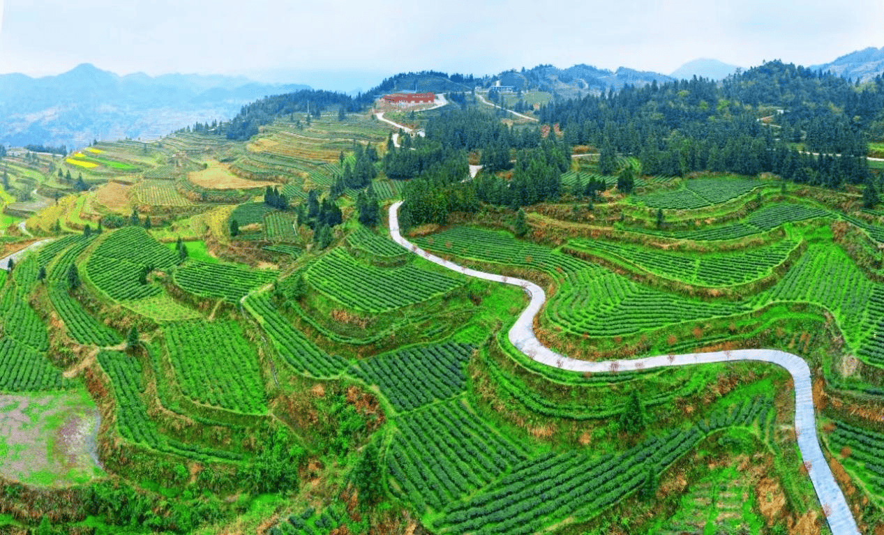 重庆秀山:七年耕耘产出茶业"大手笔"