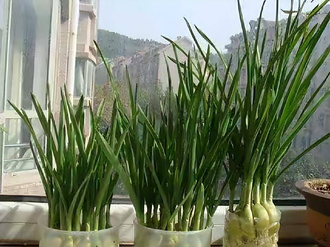 方法简单,直接把大蒜,放在盛水的盆里盘子里面就可以了,有一点水,它就