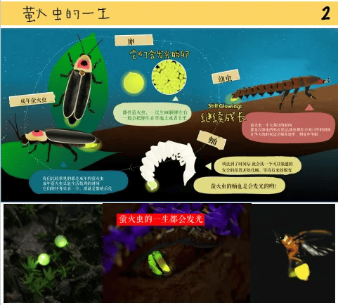 伊春夏令营-向往的小兴安岭_萤火虫_地质_知识