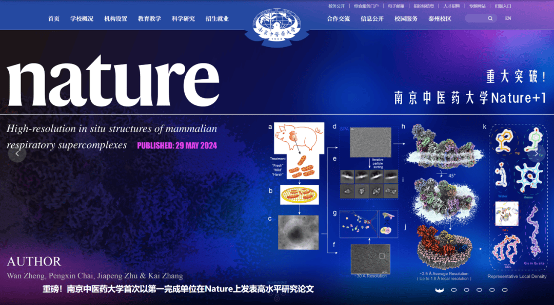 发一篇Nature,这位教授被奖励了100万!_研究_线粒体_朱家鹏